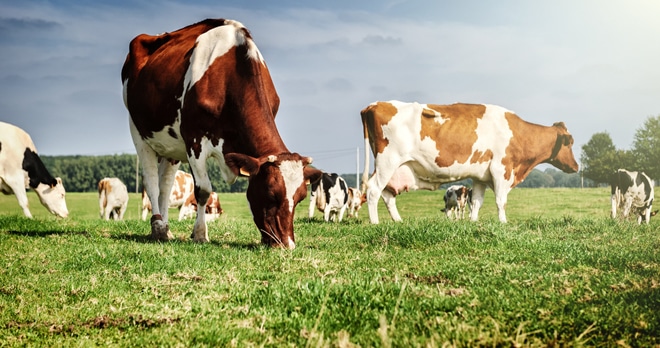 Dairy operations